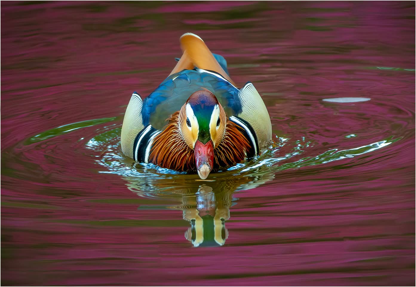 Springtime Reflections Mandarin Duck and Azaleas 