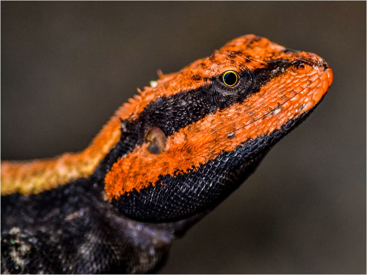 Bearded Dragon